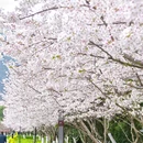 合肥旅游 缩略图 1