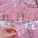杭州旅游 缩略图 2