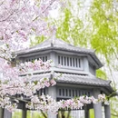 合肥旅游 缩略图 5