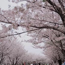 合肥旅游 缩略图 1