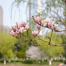 合肥旅游 缩略图 2