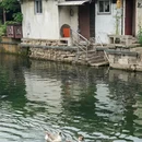 绍兴旅游 缩略图 13