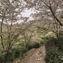 绍兴旅游 缩略图 18
