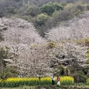 杭州旅游 缩略图 14