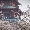 郑州旅游 缩略图 6