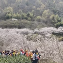 杭州旅游 缩略图 16