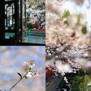绍兴旅游 缩略图 1