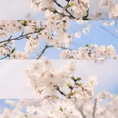 合肥旅游 缩略图 1