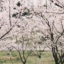 合肥旅游 缩略图 5