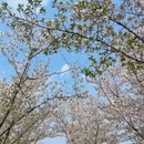 合肥旅游 缩略图 4