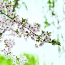 绍兴旅游 缩略图 9