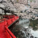 嘉兴旅游 缩略图 1