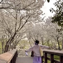 郑州旅游 缩略图 14