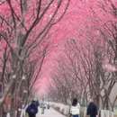 合肥旅游 缩略图 1