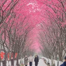合肥旅游 缩略图 5