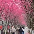 合肥旅游 缩略图 4