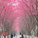 合肥旅游 缩略图 2