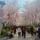 合肥旅游 缩略图 8