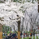 合肥旅游 缩略图 6