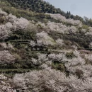 绍兴旅游 缩略图 9