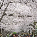 合肥旅游 缩略图 3