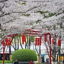 合肥旅游 缩略图 9
