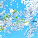 绍兴旅游 缩略图 7