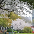 合肥旅游 缩略图 14