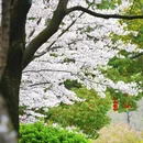 合肥旅游 缩略图 15