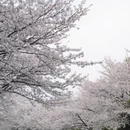 绍兴旅游 缩略图 7