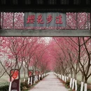 合肥旅游 缩略图 3