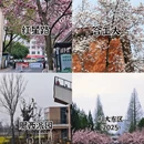 合肥旅游 缩略图 3