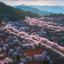 西安旅游 缩略图 3