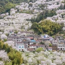 绍兴旅游 缩略图 7