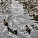 北京旅游 缩略图 12