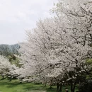 绍兴旅游 缩略图 12