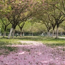合肥旅游 缩略图 4