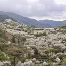 绍兴旅游 缩略图 6