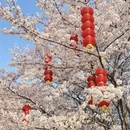 合肥旅游 缩略图 8