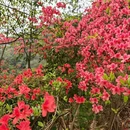 黄山旅游 缩略图 3