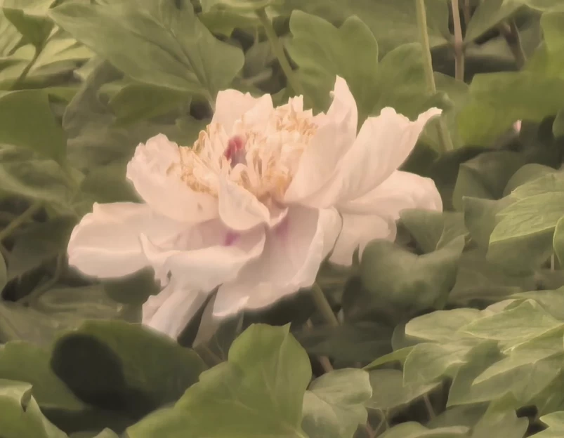 洛阳旅游 1