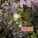 合肥旅游 缩略图 2