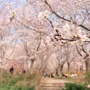 郑州旅游 缩略图 4