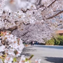大连旅游 缩略图 5