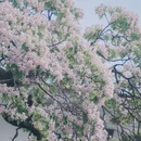 苏州旅游 缩略图 6