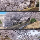 大连旅游 缩略图 1