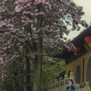 苏州旅游 缩略图 11
