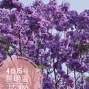 昆明旅游 缩略图 1