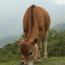 阳江旅游 缩略图 14