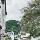 黄山旅游 缩略图 13